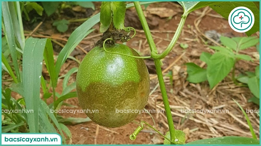 Đốm dầu trên chanh dây